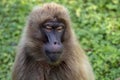 Gelada Baboons Theropithecus gelada - portrait. Monkey, Africa.