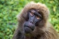 Gelada Baboons Theropithecus gelada - portrait. Monkey, Africa.