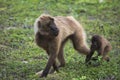 Gelada Baboons Theropithecus gelada - portrait. Monkey, Africa. Royalty Free Stock Photo