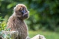 Gelada Baboons Theropithecus gelada - portrait. Monkey, Africa.