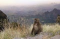 Gelada monkey in Simien mountains at sunset