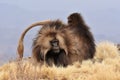 Gelada Monkeys grooming in Simien highlands