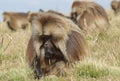 Gelada, Semien Mountains, Ethiopia, Africa Royalty Free Stock Photo