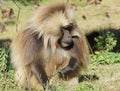 Gelada, Semien Mountains, Ethiopia, Africa Royalty Free Stock Photo