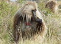 Gelada, Semien Mountains, Ethiopia, Africa Royalty Free Stock Photo