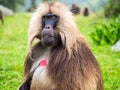 Gelada Theropithecus gelada monkeys in Semien Mountains, Ethio