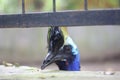 Gelambir-double cassowary is one of three species of cassowary, this cassowary is in the zoo in Lombok, Indonesia