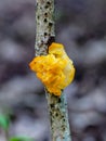 Gelatinous Yellow brain on branch