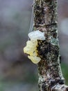 Gelatinous Yellow brain on branch