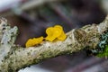 Gelatinous Yellow brain on branch