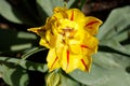 Gelb blÃÆÃÂ¼hendeTulpen (Tulipa), Closeup, Draufsicht, Deutschland Royalty Free Stock Photo