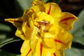 Gelb blÃÆÃÂ¼hendeTulpen (Tulipa), Closeup, Draufsicht, Deutschland