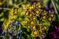 Yellow and black flowers closeup Royalty Free Stock Photo