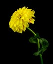 Gelbe Dahlie auf einem schwarzen Hintergrund Royalty Free Stock Photo