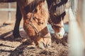 Gelding and mare horses in halters in herd eating hay in paddock in spring