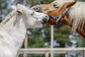 Gelding pony biting gelding horse in herd