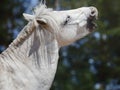 Gelding pony biting