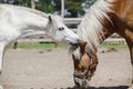 Gelding pony biting gelding horse in herd Royalty Free Stock Photo