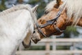 Gelding pony biting gelding horse in herd Royalty Free Stock Photo