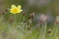 Gele alpenanemoon, Pulsatilla alpina subsp. apiifolia Royalty Free Stock Photo