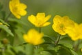 Gele anemoon Yellow Anemon, Anemone ranunculoides