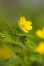 Gele anemoon Yellow Anemon, Anemone ranunculoides