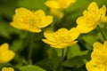 Gele anemoon Yellow Anemon, Anemone ranunculoides