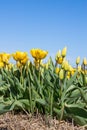 Gele dichte en open tulpen in het veld Royalty Free Stock Photo