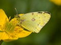 Gele luzernevlinder, Pale Clouded Yellow, Colias hyale Royalty Free Stock Photo