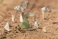 Gele trekvlinder, African Migrant, Catopsilia florella