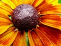 Helenium autumnale in the garden. Red and yellow flower - beautiful large yellow orange red flower Aster macro gelenium. Royalty Free Stock Photo