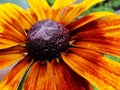 Helenium autumnale in the garden. Red and yellow flower - beautiful large yellow orange red flower Aster macro gelenium. Royalty Free Stock Photo