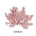 Gelidium or Chaetangium - a genus of thalloid red algae, often used to make agar. Hand drawn vector