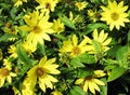 Geliopsis (Heliopsis helianthoides), family Astera