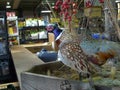 Gellco Outdoors retail store stuffed pheasant