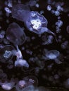Gellyfish purple ocean sea VSCO