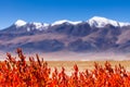 Gelsemium elegan under Snow-capped mountain