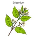 Gelsemium elegans, medicinal plant Royalty Free Stock Photo