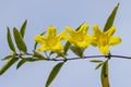Gelsemium sempervirens yellow flowers