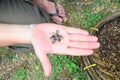 Gem mining Sri Lanka. Precious stones in a hand Royalty Free Stock Photo