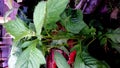 Gembloh plant, its leaves are small-rough, jagged edges-pointed-dark green