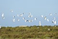 Gemengde groep reigers, Mixed group egrets