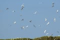 Gemengde groep reigers, Mixed group egrets