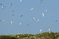 Gemengde groep reigers, Mixed group egrets