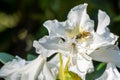 Wasp on White Rhododendron Flower Royalty Free Stock Photo