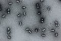 Geminated twin begomovirus particles under transmission electron microscopy