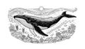 Deep Sea Nature Study: Monochrome Drawing of Whale, Corals, Jellyfish, and Sun Rays Royalty Free Stock Photo