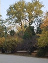 Gemini trees in late autumn garden Royalty Free Stock Photo