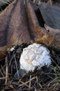 Gemmed Amanita Amanita gemmata