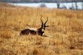 Gems Buck enjoying the sun o Royalty Free Stock Photo